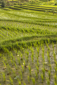 巴厘岛东南部贾蒂鲁维的稻田图片