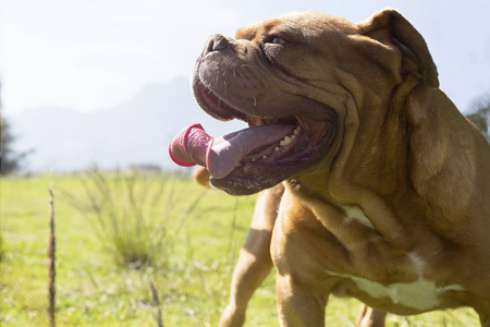 狗狗舌头咬裂图片