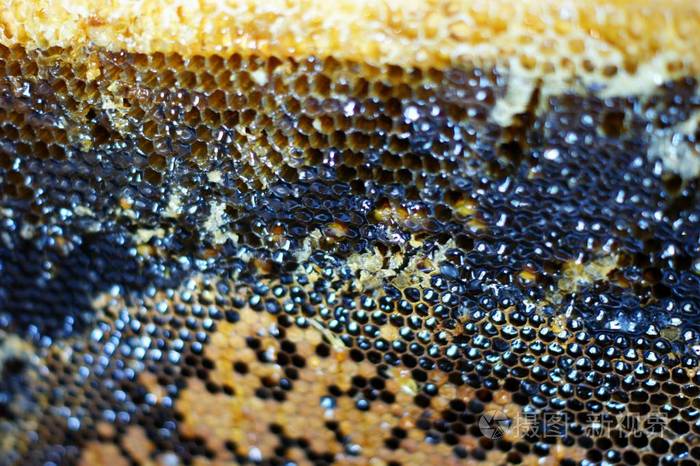 用蜂蜜做的蜂巢。自然背景。蜜源养蜂