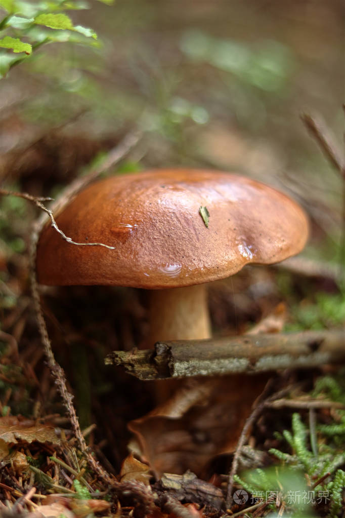 硬基褐色蘑菇,在森林中称为伊姆勒利亚巴迪亚或海湾牛肝菌.