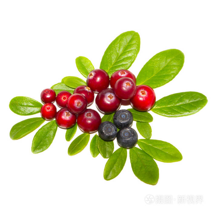 树叶 木莓 维生素 越橘 山莓 香料 素食主义者 蔓越莓
