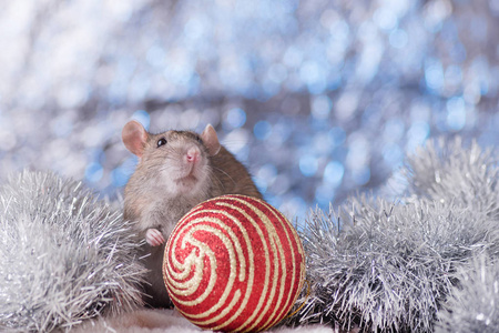 可爱的白色家鼠在新年装饰.2020年的象征是一只老鼠.