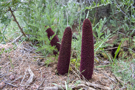 草里盛开的锁阳花特写照片