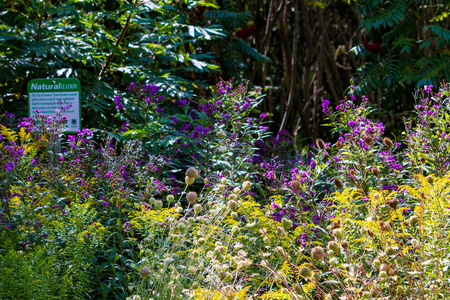 加拿大安大略省的一片野花,试图恢复该地区照片