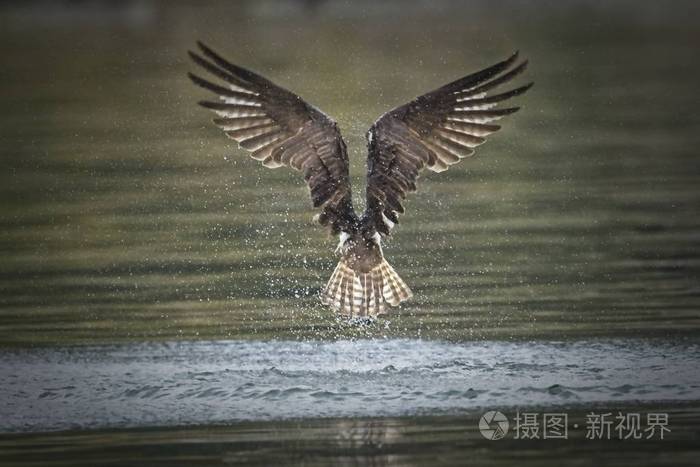 飞走的鱼鹰的背面