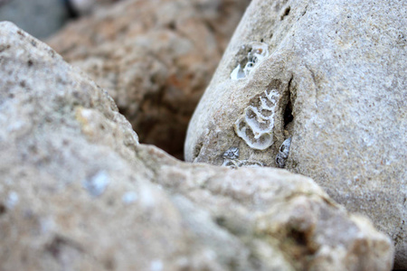 贝壳纹理雕刻在海滩岩石背景上图片