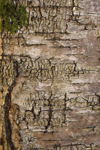 林木树皮木材纹理树干背景图片