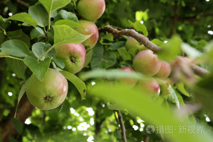 绿底树枝上生的青苹果