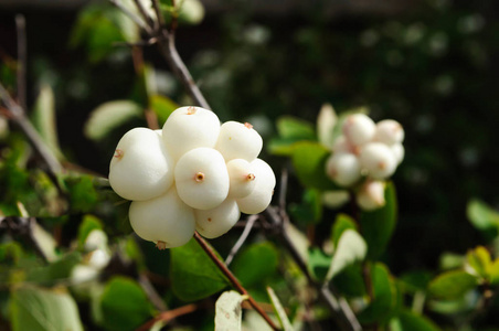 秋天的乐团花园里的白浆果.照片