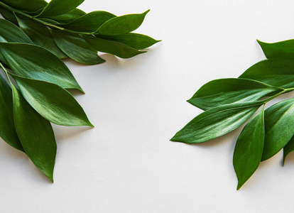 灰色背景的绿叶照片