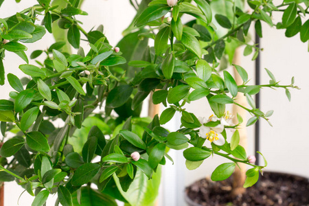 澳洲柑橘美丽的风景,一枝小枝的柑橘属植物澳洲金龟子照片