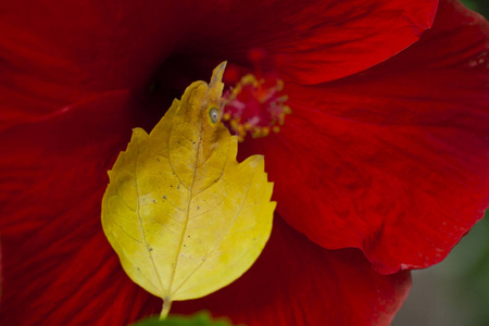 老芙蓉叶在自己的红花上图片