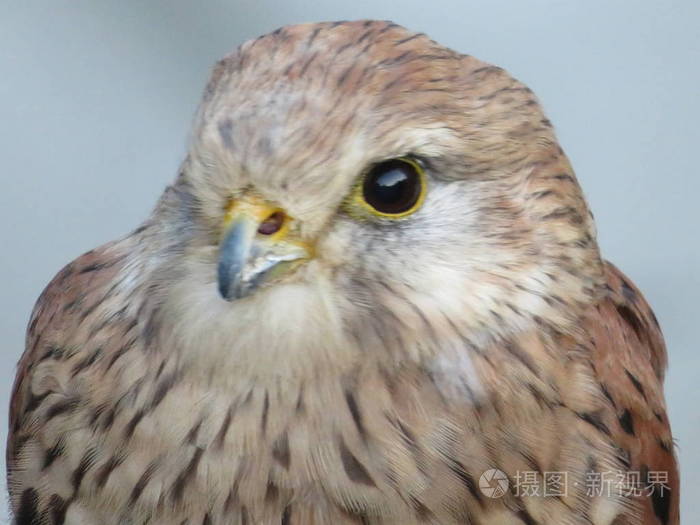 一幅美丽的图片巨大的猎物和敏锐的凝视