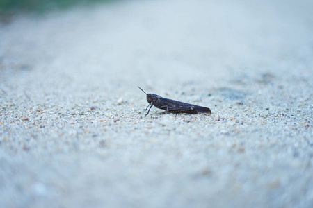 地上常见的蚱蜢(黑腹蚱蜢)照片