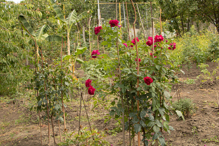 花园里美丽的玫瑰红色图片