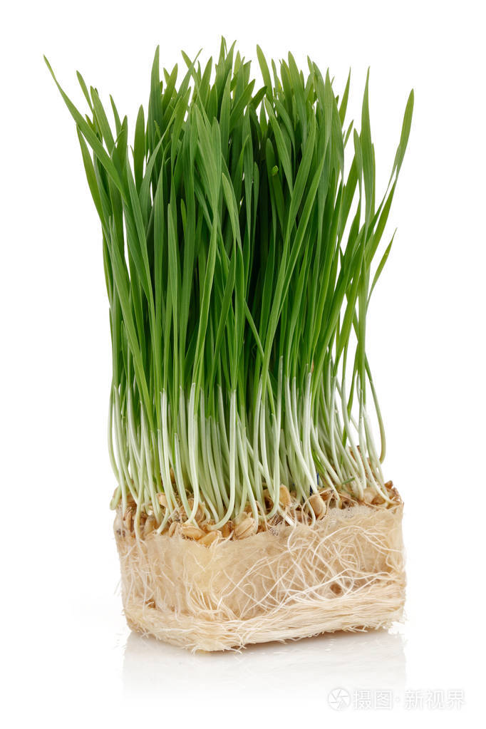 白地上分离的绿色小麦芽