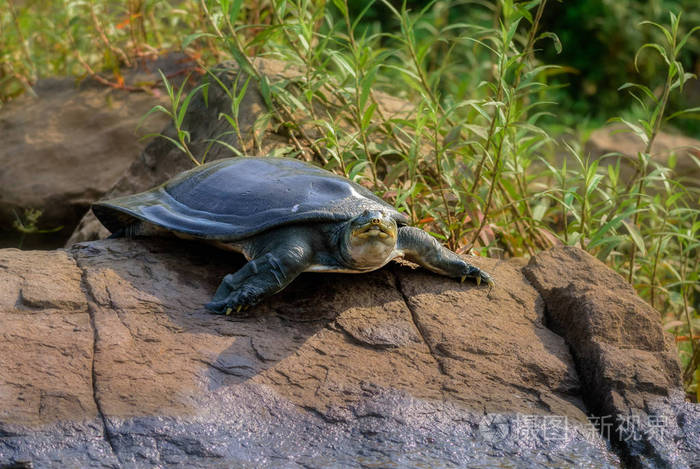 印度软壳龟又名恒河软壳龟