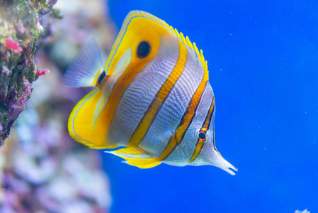 红鳍红鳍金枪鱼照片