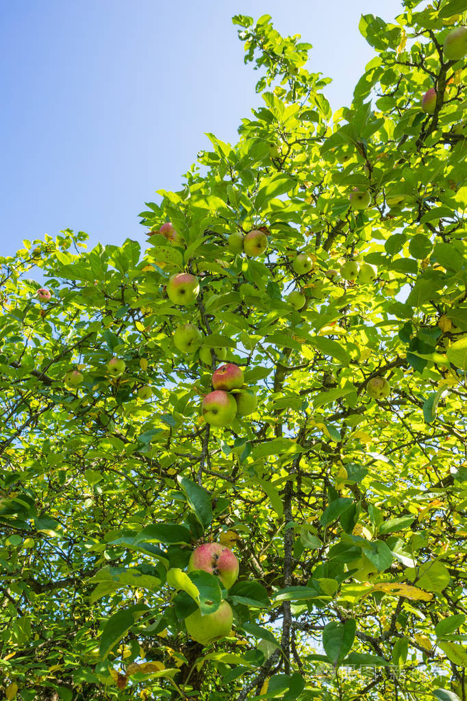 苹果在收割前挂在树上挂在树枝上1