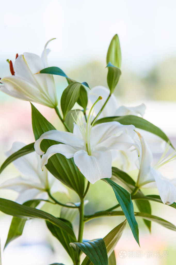 一束白色的百合花背景模糊