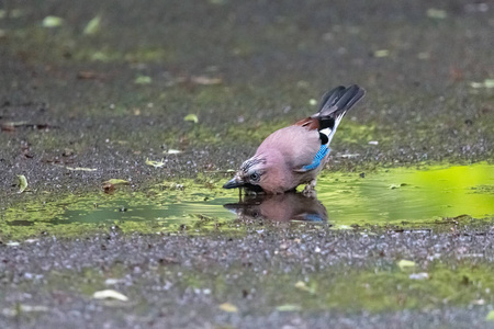 雨后在水坑里喝水的欧亚鸟图片