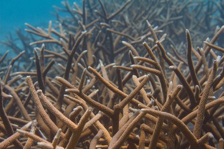 极度濒危鹿角珊瑚图片