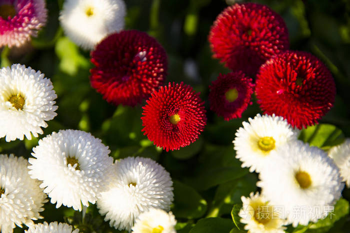 花坛上的白菊花和红菊花从顶部俯瞰鲜花园艺城镇装饰