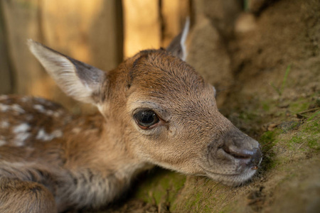 小鹿的头休耕鹿小鹿头特写镜头.新生可爱的小动物.照片