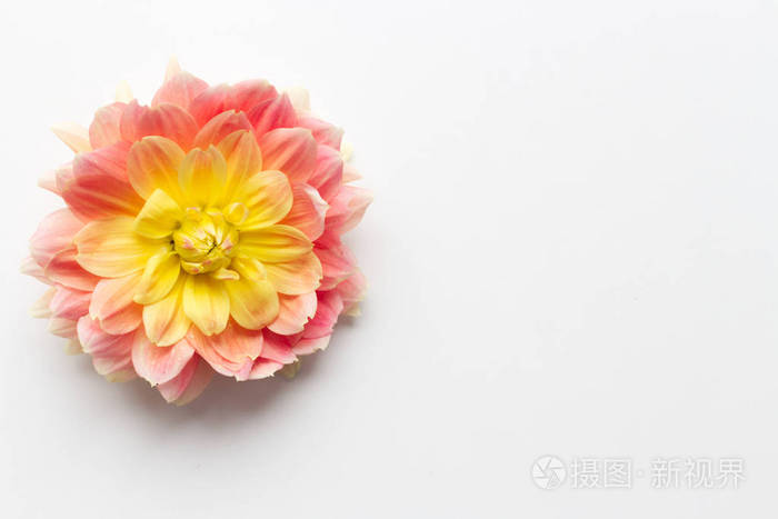 白色木桌上的大丽花.温柔浪漫的背景.花卉背景.俯视图,平放.
