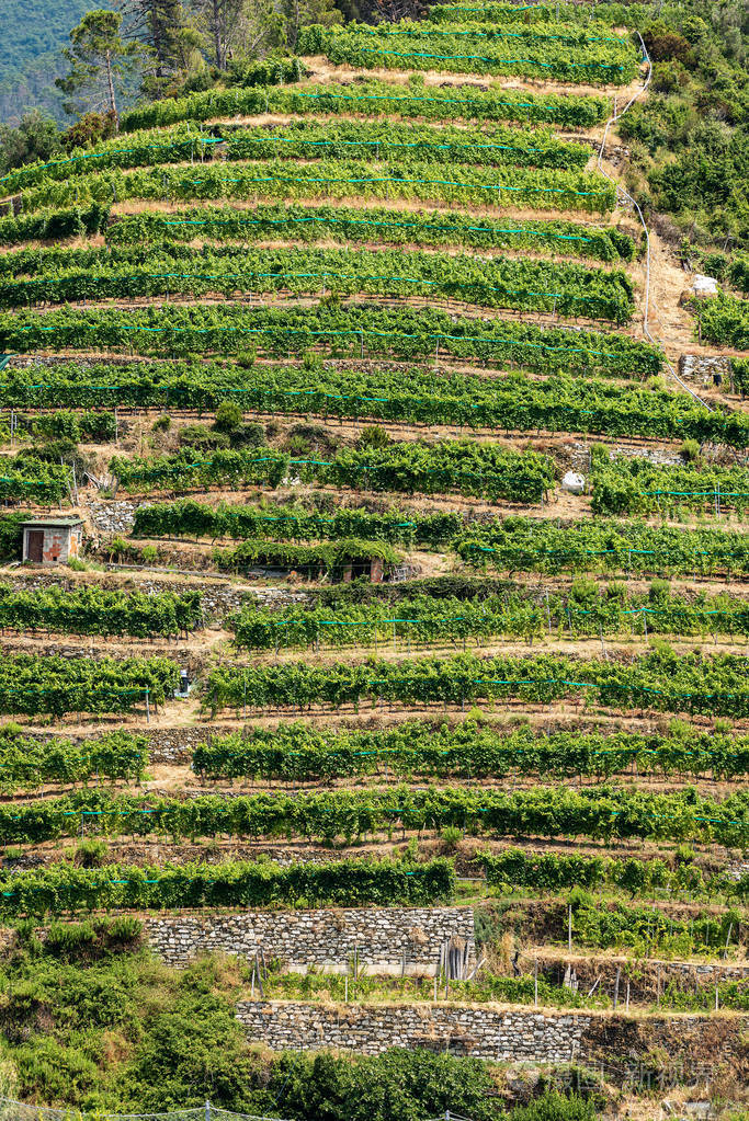 terracedfieldswithvineyardsvernazzaliguriaitaly