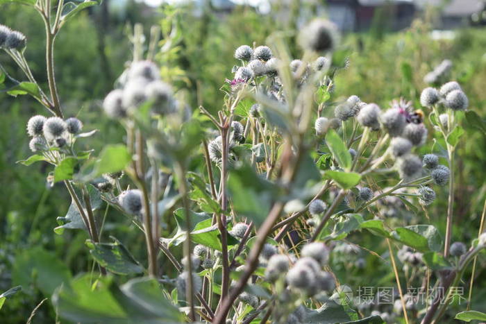 草本植物 春天 自然 草地 特写镜头 植物 花园 粉红色