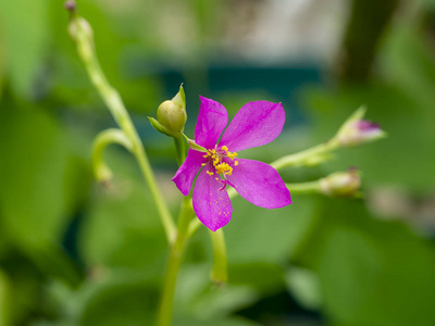 马钱子花特写照片