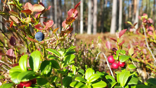 秋天的静物与两个浆果,圆锥形和叶子野生蓝莓野生高山矮小黑枸杞灌木