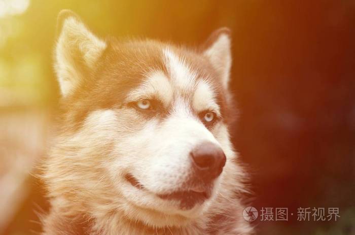 北极阿拉斯加蓝眼睛口吻肖像特写.这是一种相当大的本地狗