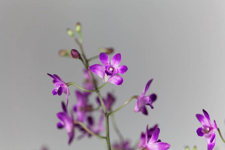 石斛兰的花图片