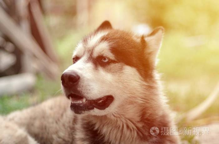 北极阿拉斯加蓝眼睛口吻肖像特写这是一种相当大的本地狗