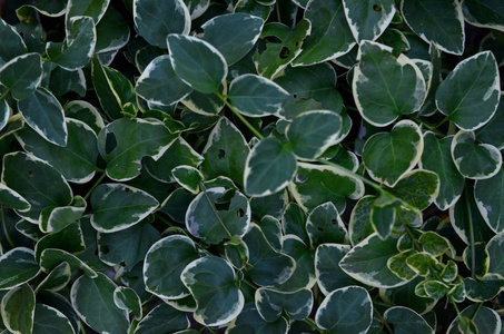 美丽的小长春花的特写镜头长春花的小叶子照片