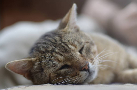 一只忧郁懒惰的斑猫晚上在户外沙发上打盹的特写镜头照片