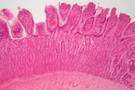 肠膜狗纤毛柱状上皮的切片照片