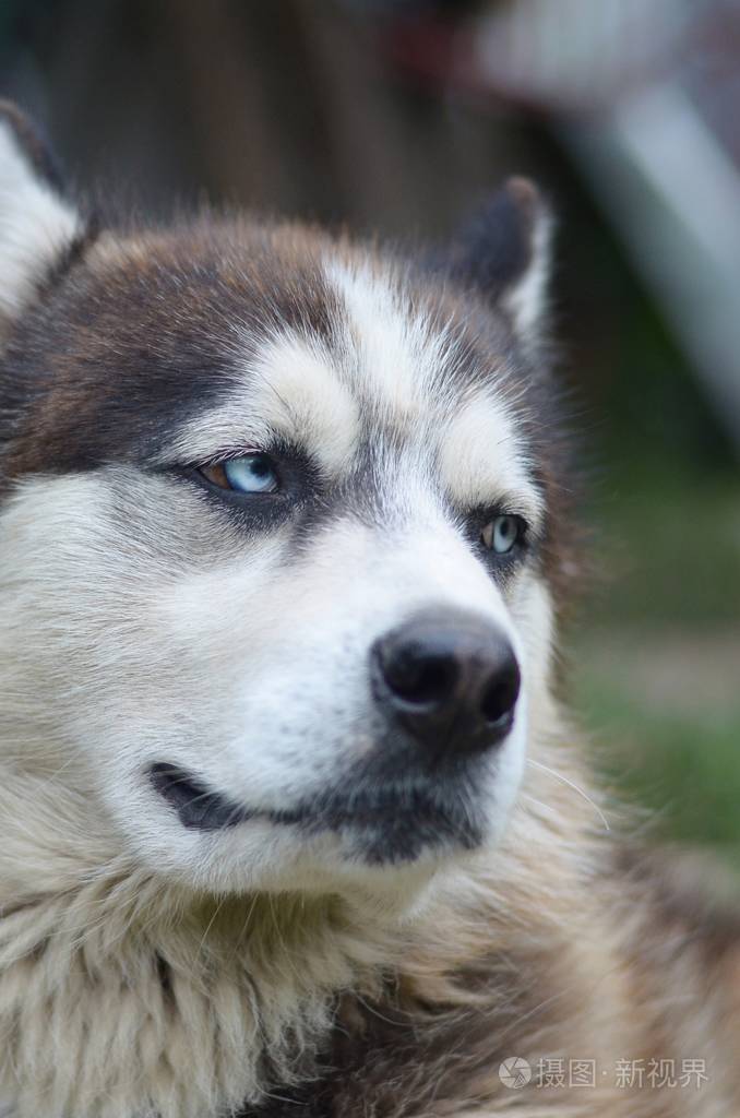 北极阿拉斯加蓝眼睛口吻肖像特写这是一种相当大的本地狗