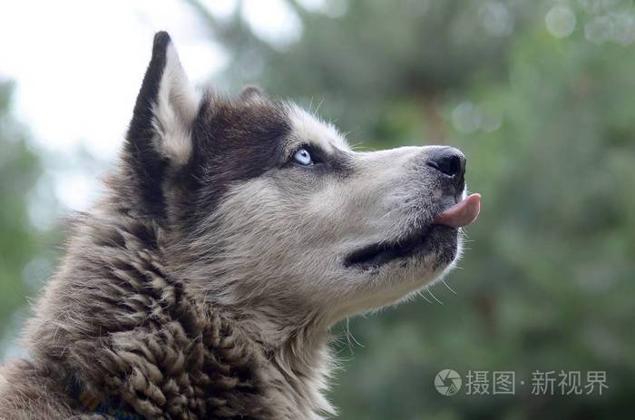 北极阿拉斯加蓝眼睛口吻肖像特写.这是一种相当大的本地狗