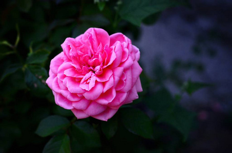 深绿色模糊背景上的珊瑚玫瑰花照片