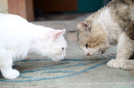 白猫低下头闻猫食图片