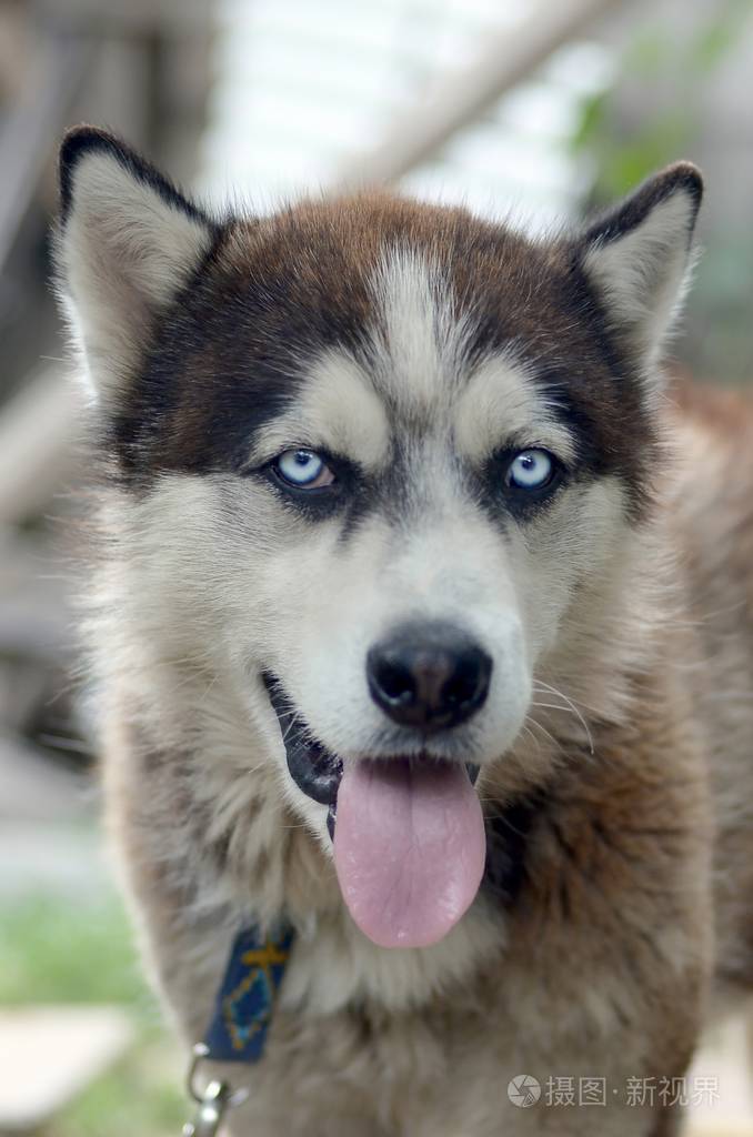 北极阿拉斯加蓝眼睛口吻肖像特写这是一种相当大的本地狗