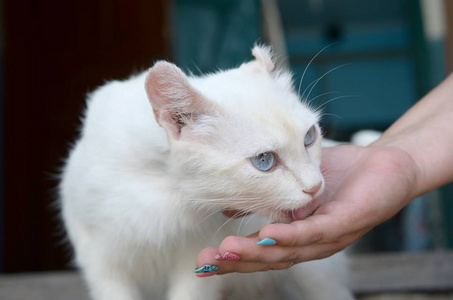 白猫低下头闻猫食图片