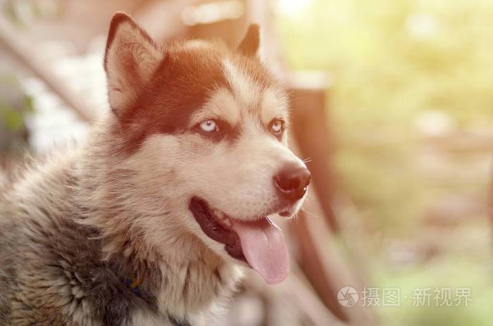 北极阿拉斯加蓝眼睛口吻肖像特写.这是一种相当大的本地狗