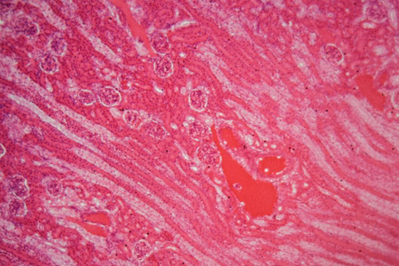 肾科显微镜下的小鼠肾脏照片