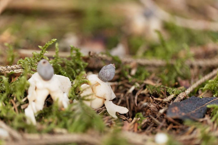 子的边缘放射状地星(geastrum quarifidum)的子实体照片