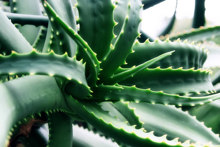 植物园大型芦荟植物特写图片