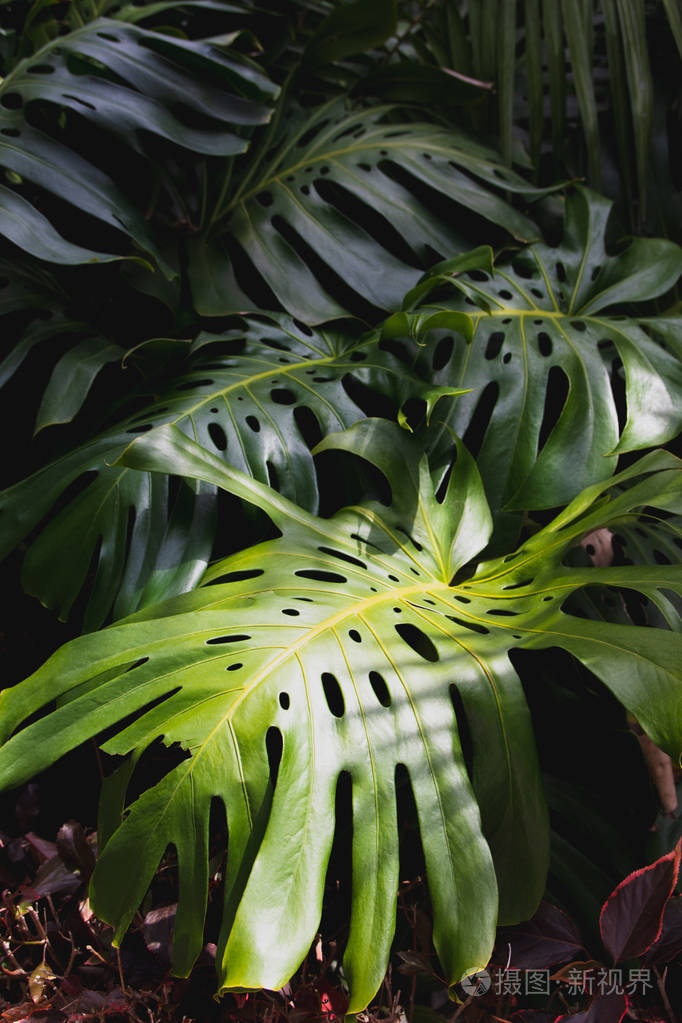 绿叶魔芋植物园中生长的植物热带森林植物常绿藤蔓抽象背景